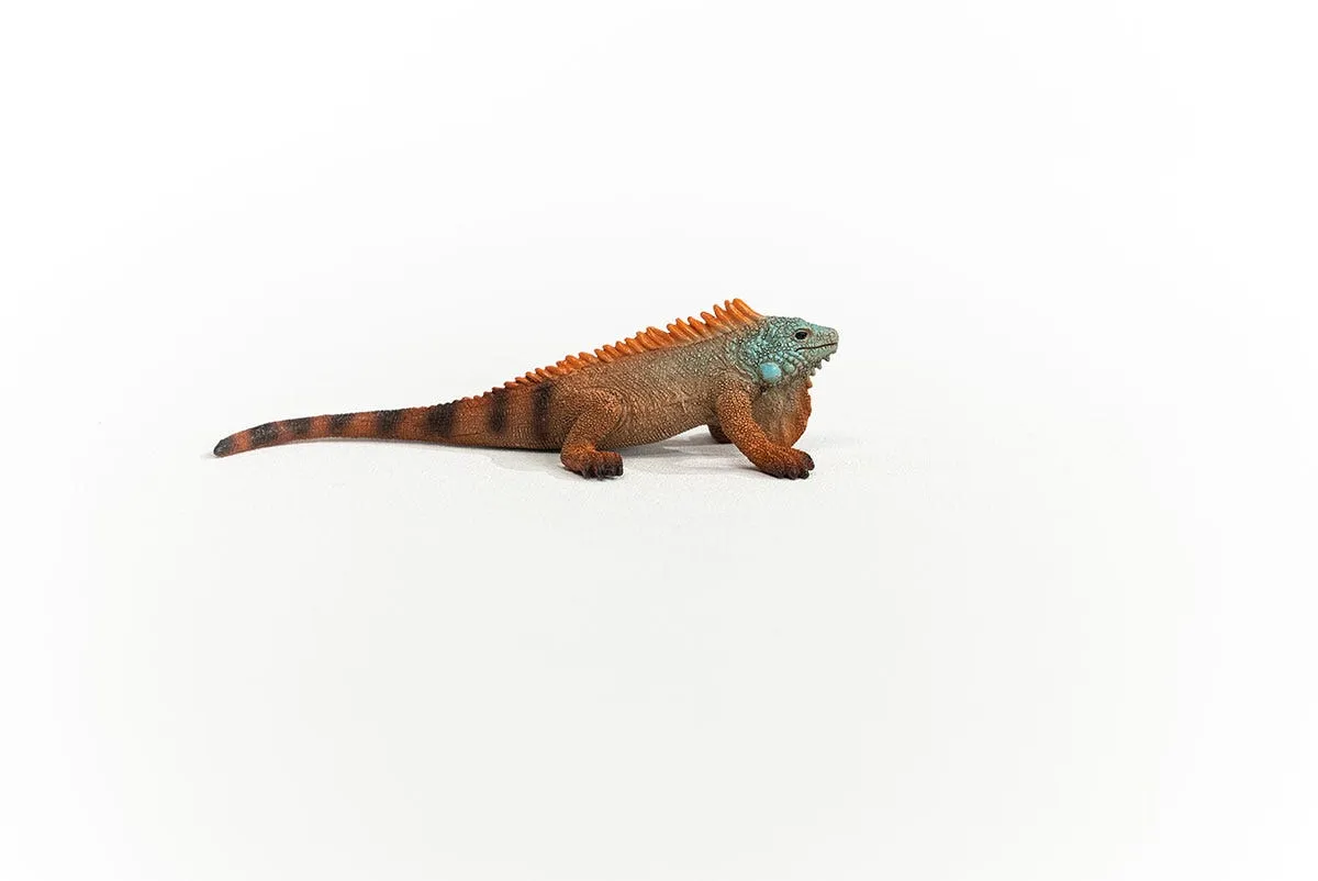 Iguana